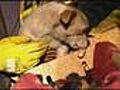 Leo, el perro héroe