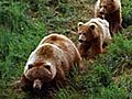 Grizzly Mom Teaching Cubs