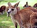 Raw Video: Inside a Kangaroo’s Pouch