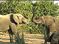 Botswana Afrique, Croissière sur la rivière Chobe et safari éléphants.