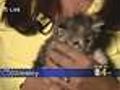 Worst Animal Hoarding Case In Northern Colorado