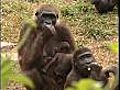 New baby gorilla for Israeli zoo