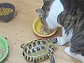 Tortoise Bullies Cat