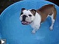 Un bulldog fou de sa nouvelle piscine