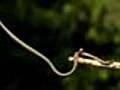 Aerodynamics of flying snakes
