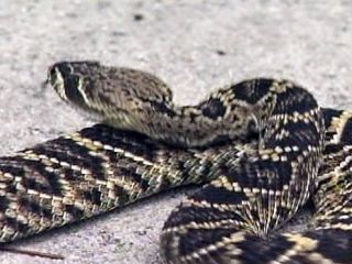 Rattlesnake Bits Child in Florida