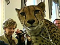 Ambassador cheetah visits Congress