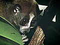 Weird Creatures: Slow Loris