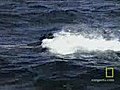 الحوت القاتل و الفقمة الثلجية