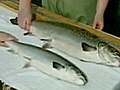 Latest : Frankenfish? : CTV National News: Joy Malbon on the salmon