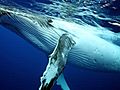 How to Photograph a Whale