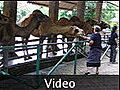 Si Racha Tiger Zoo - feeding camel - Pattaya, Thailand