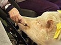 Therapie-Schweine bringen Alte auf andere Gedanken