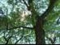 Baby Death Sparks Tree Investigation