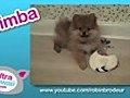 Ultra Kawaii - Super Fluffy Pomeranians