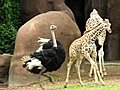 An Ostrich and Baby Giraffe Play Tag