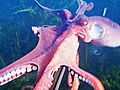 Weird True & Freaky: Octopus Steals Camera