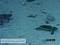 Sea Turtles and Their Hatchlings