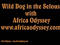 Wild Dogs in the Selous game reserve