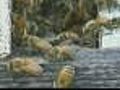 Eye On New York: Bee Stings,  Summer Rashes