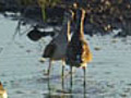 Sandpiper Duel