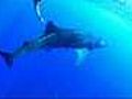 Whale shark in danger off the east African coast