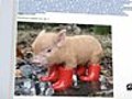 Al Qaeda Attacks Internet With Photo Of Adorable Piglet