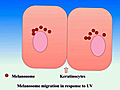 Vitamin D: UV,  The Original Source - How to Use It