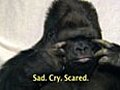 Scientists Successfully Teach Gorilla It Will Die Someday