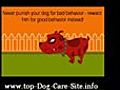 Dog Care Guide