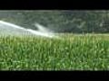 Agriculture industrielle : le sacrifice de l’eau - Gers : un maïs arrosé d&#039;argent public