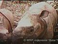 Rare rhinos caught on camera