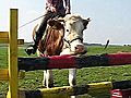 Udderly Amazing: Girl Teaches Cow to Jump