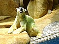 Polar Bear Turns Green