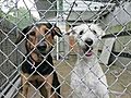 This Suburban Life: Oldest Non Kill Animal Shelter