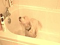 Crazy Dog Takes Shower On Command