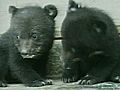 Raw Video: Farmer Rescues Two Bear Cubs