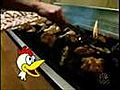 Funny Cluckin Chicken (commercial)