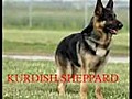 German Shepherd Dog K9 vs.Kurdish KANGAL Dog Fight