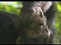 Life(2009)-10of10-Primates 720p