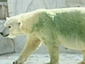 Japan polar bears go green