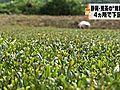 放射性物質検査　静岡県の二番茶の荒茶のうち4カ所の結果発表　いずれも規制値下回る