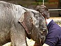 Baby Elephant’s Birth a Miracle