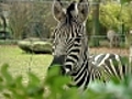 Zebra versteht nur Bahnhof