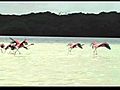 pink flamingo trailer.avi