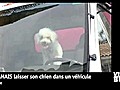 Vidéo Buzz: Voila pourquoi vous ne devez JAMAIS laisser un chien seul en voiture !