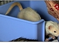 Ferret Care - Training