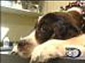 Keeping Pets Healthy In Middle Age