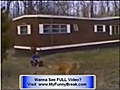Extreme FUNNY Animal Videos - animals funny clips