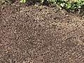 How To Seed A Lawn
